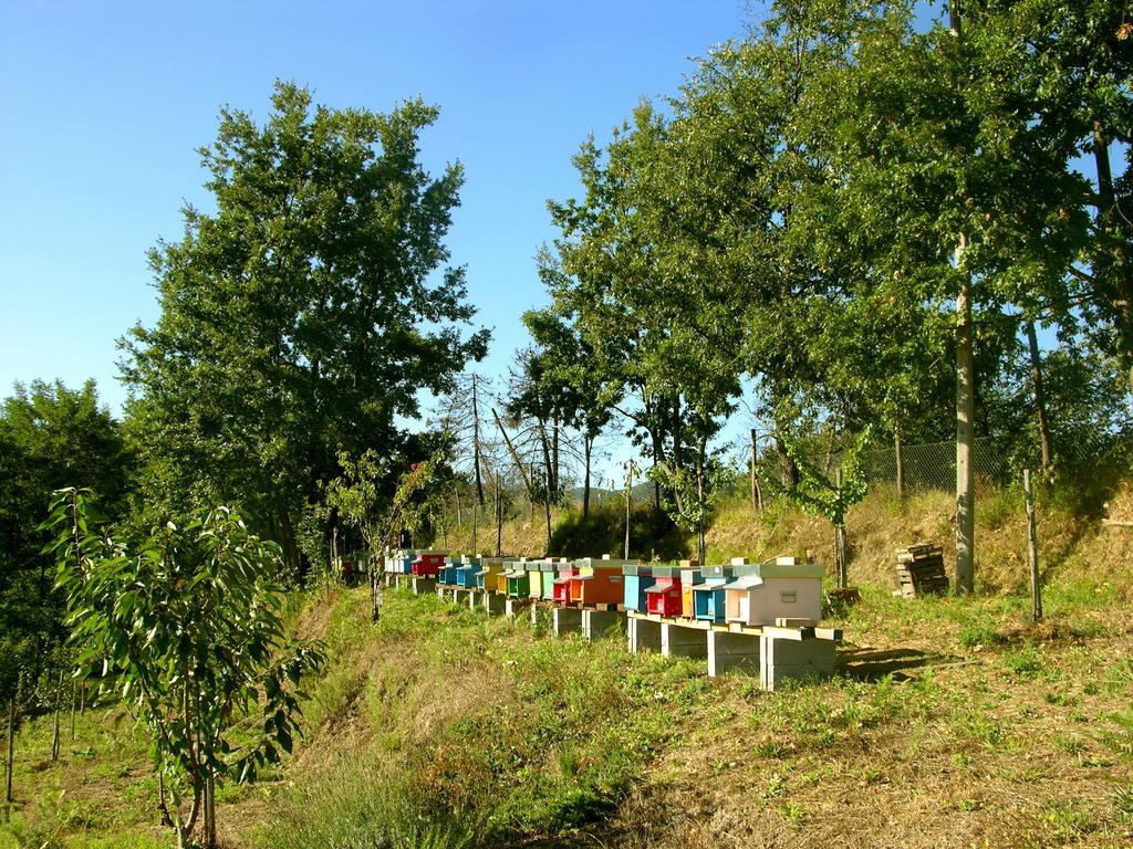 Agriturismo Angio Nel Cere Bracelli Eksteriør billede